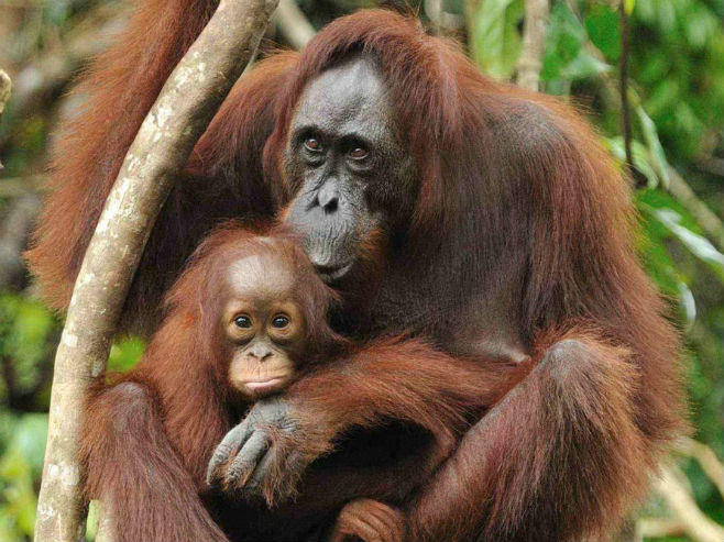 Orangutani  na Borneu (Foto: volunteerworld.com) - 
