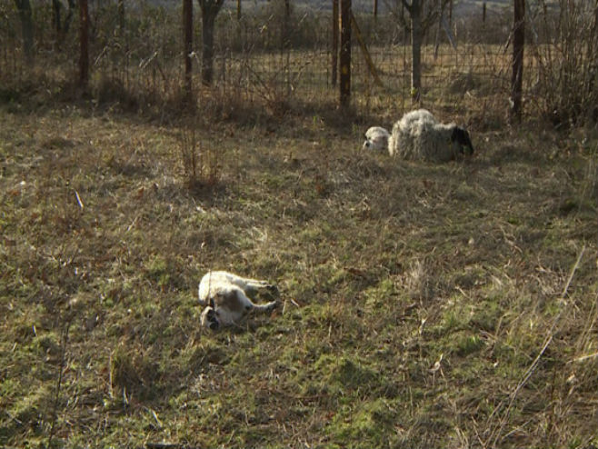 Napad na ovce (Foto:Blic) - 