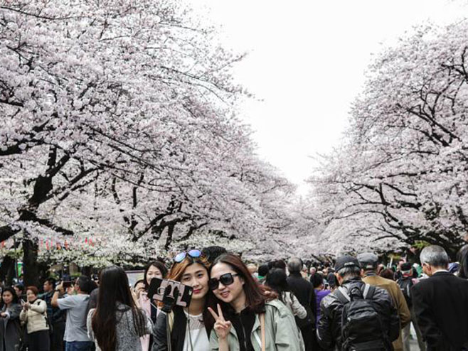 Trešnje u Tokiju označile dolazak proleća - Foto: Getty Images