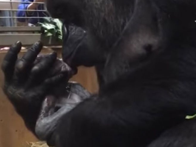 Mama Gorila ljubi svoju bebu - Foto: Screenshot/YouTube