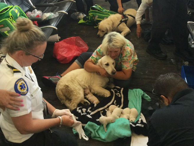 Retriverka okotila osam štenaca nasred aerodroma (Foto:  Tampa Fire Rescue/Twitter) - 