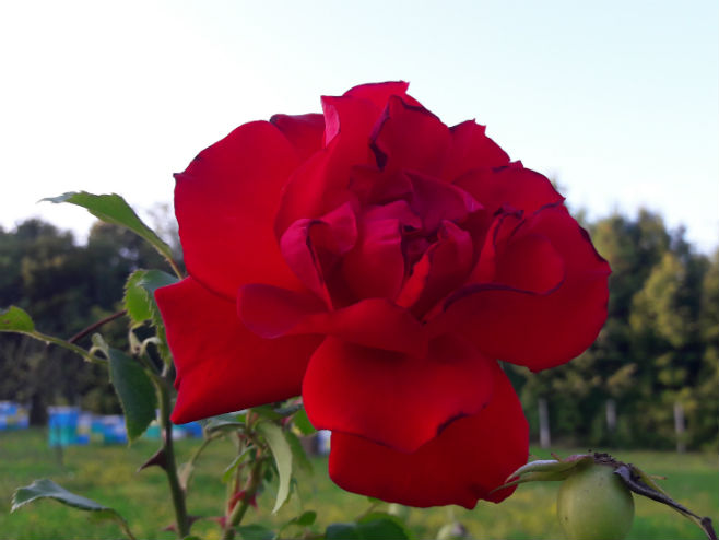 Ruža - Foto: RTRS