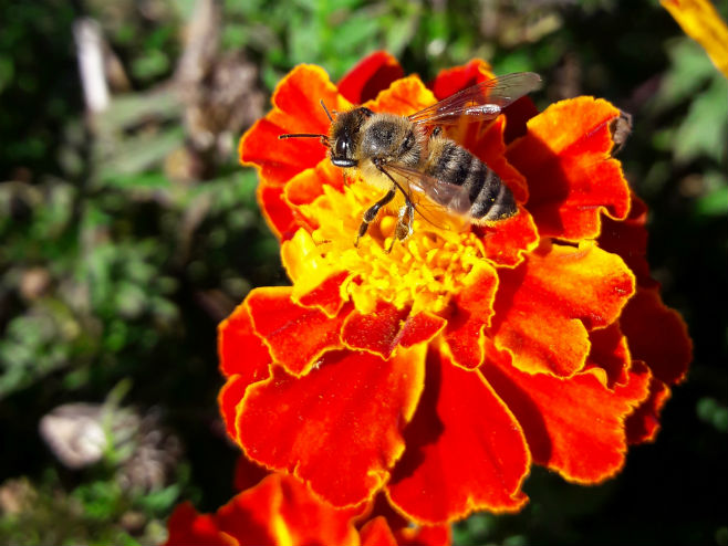 Pčela na cvijetu - Foto: RTRS