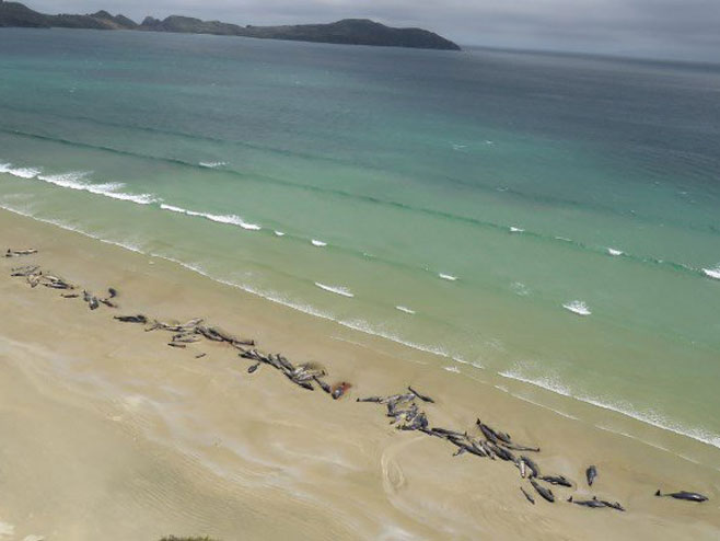 Uginuli kitovi (foto: ndtv.com) - 