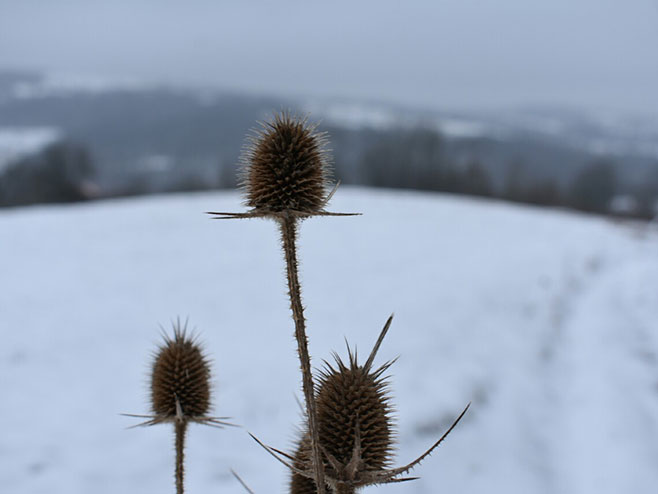 Zima, snijeg (foto:Tanja Todorović) - 