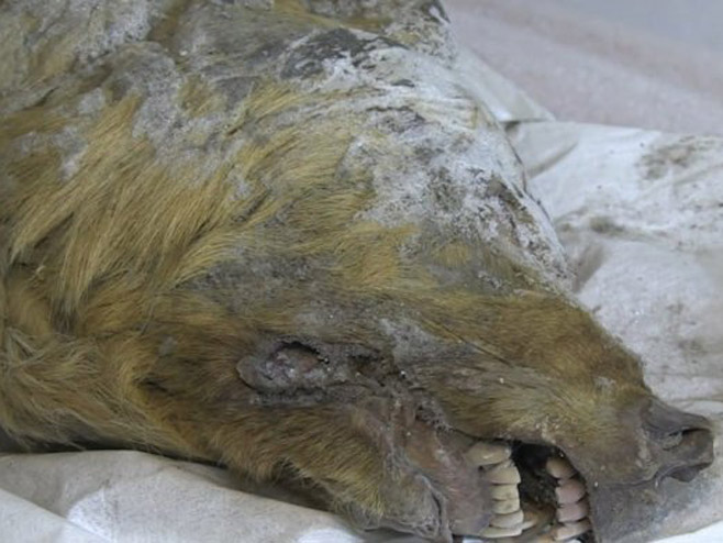 Glava sibirskog vuka (printscreen) - 