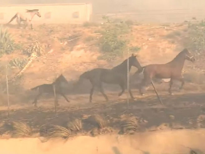 Konj se vratio u požar da spasi druga dva - Foto: Screenshot