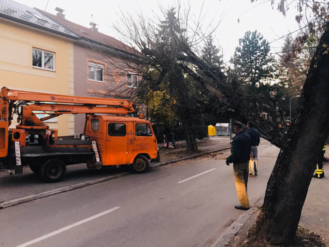 Pad drveta u Banjaluci - Foto: RTRS