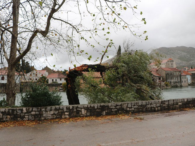 Nevrijeme pogodilo Trebinje,stablo porušeno - Foto: nezavisne novine