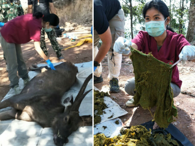 Tajland - uginuli jelen sa 7 kg plastike u stomaku (Foto: Office of Conservation Area 13) - 