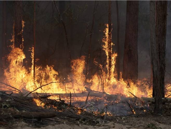Požar u okolini Černobilja (foto: AP/TASS/Rick Rycroft) - 