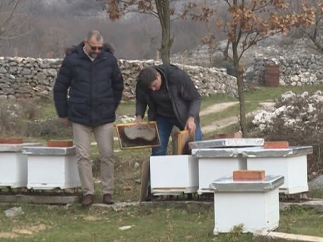 Pčelarstvo u Hercegovini - Foto: RTRS