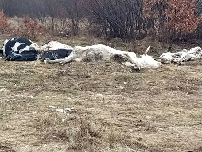 Istovarene uginule krave u blizini srpskog sela Gubin - Foto: SRNA