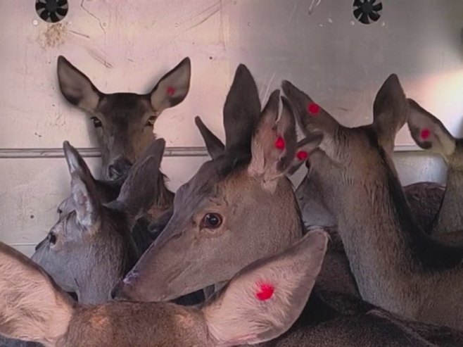 Na planini Klekovači započet proces povratka jelena (FOTO/VIDEO) Na planini Klekovači započet proces povratka jelena (FOTO/VIDEO)