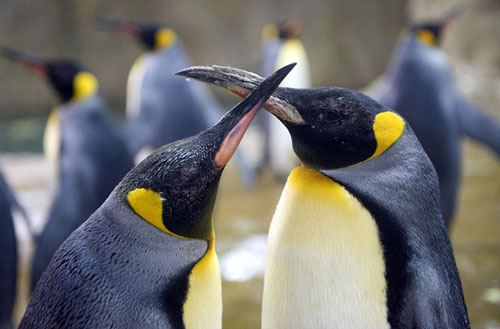 Kraljevski pingvini su među najvećima u svijetu. A vjerovatno najromantičniji i spremniji od drugih. Ritual udvaranja im je veoma sličan ljudskom, kao i poljupci i zagrljaji. Iako izvan vode djeluju spori, trapavi, u vodi su poptuno drugačiji, pretvaraju se u veoma brze, spretne i okretne lovce. Njihovi pokreti su veoma slični letu ptica...