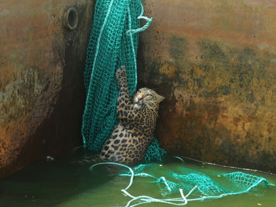 Spasilački tim "Sukuna forest" iz nacionalnog parka Mahananda spasao je leoparda tako što je u rezervoar spustio merdevine i mrežu, uz koje se životinja uzverala.