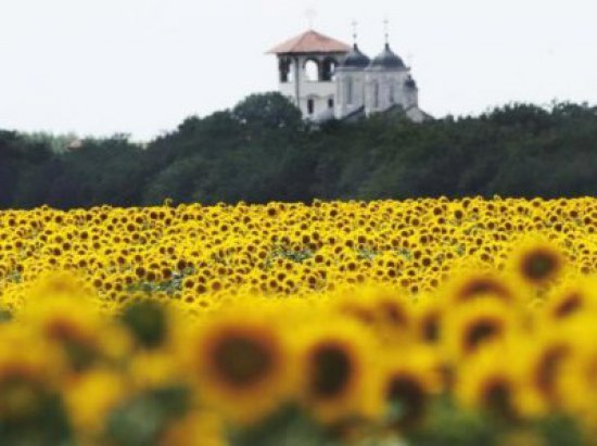 Novi Sad - U koviljskom ataru procvetao je suncokret.