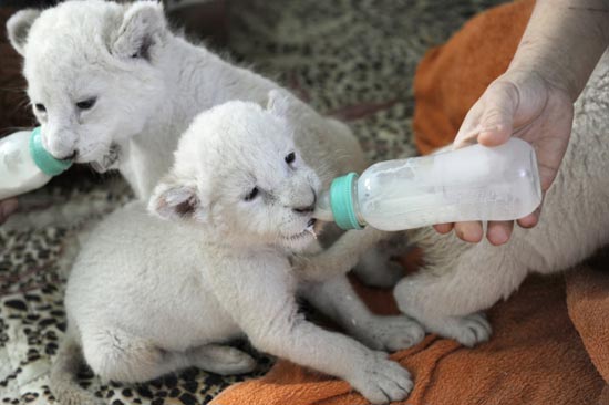 Bijeli lavići u ukrajinskom zoo vrtu. Zaposleni ih hrane bebi flašicom svaka dva sata.