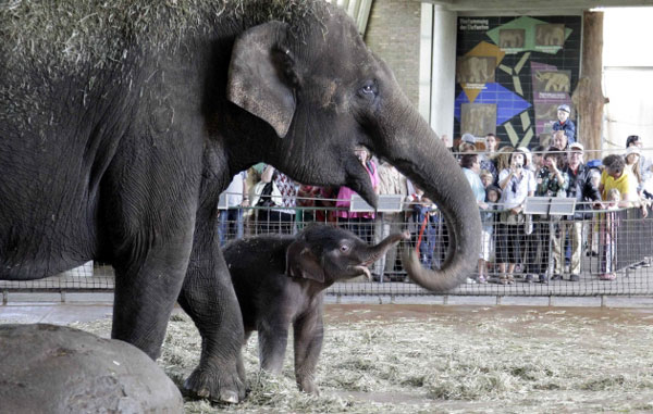 Mladunče slona sa majkom u berlinskom zoo-vrtu...