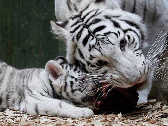 Bijeli Bengalski tigar hrani svoje mladunče u zoološkom vrtu u Liberecu