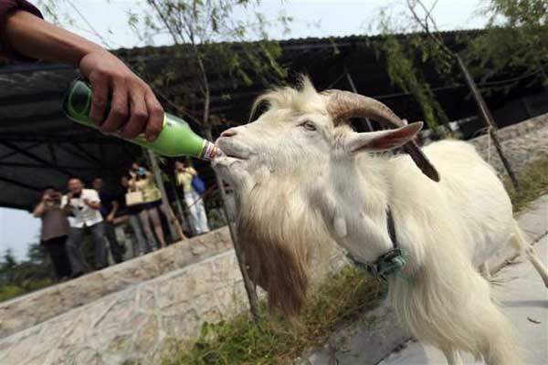 Laošan, Kina: Koza pije pivo dok posjetioci gledaju...