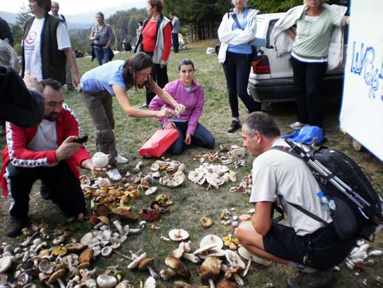 Deveta tradicionalna ekološko-turistička manifestacija "Dani gljiva" počela je danas na planini Lisini kod Mrkonjić Grada druženjem planinara i gljivara