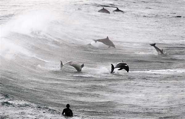 Surfer posmatra grupu delfina na Bondi plaži u Sidneju...