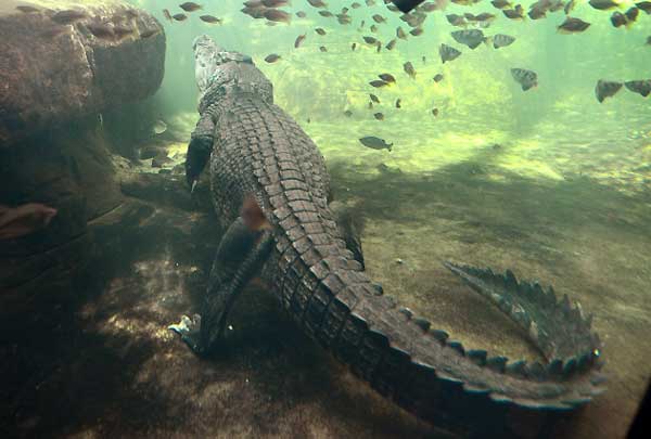 Krokodil Reks težak 700 kilograma mirno čeka da dobije hranu nakon tri mjeseca boravka u stanju hibernacije u australijskom zoološkom vrtu...