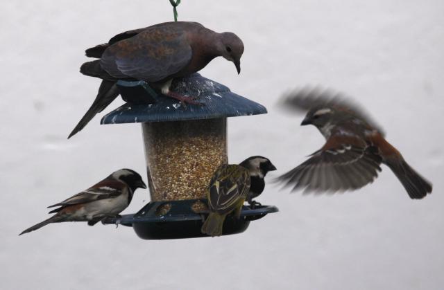 Ptice se bore za svoje mjesto za hranilicom u jednoj bašti u Јohanesburgu...