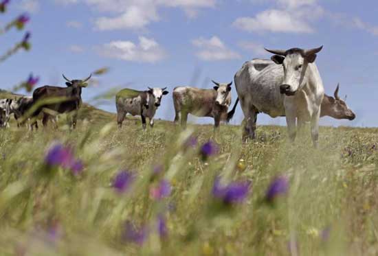 ЈAR: Krave pasu na pašnjaku u predgrađu Kejp Tauna