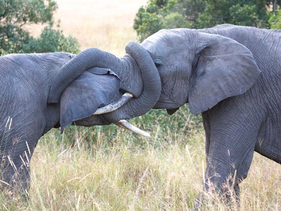 Slonovi za vrijeme parenja