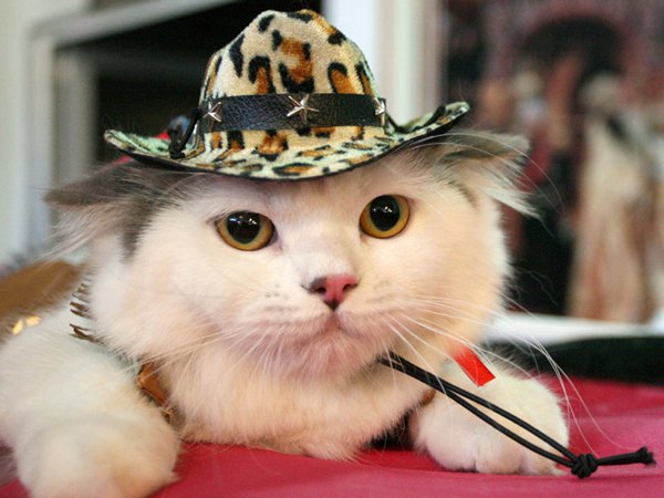Mačka sa šeširom