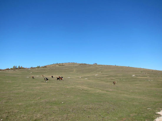 Šipovo - stočarstvo