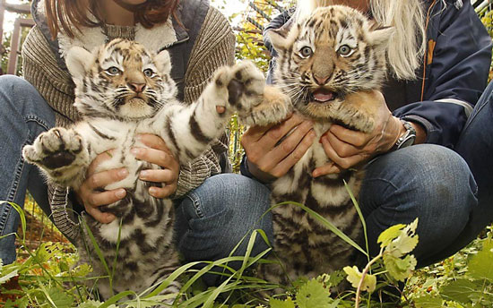 Par mladunaca sibirskog tigra u jednom ZOO vrtu u Njemačkoj