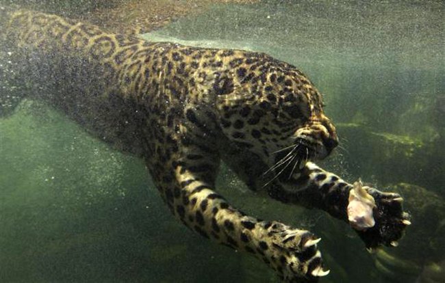 Јaguar traga za hranom koja mu je bačena u vodu tokom perioda hranjenja u "Taman safari Indonezija" u Bogoru...