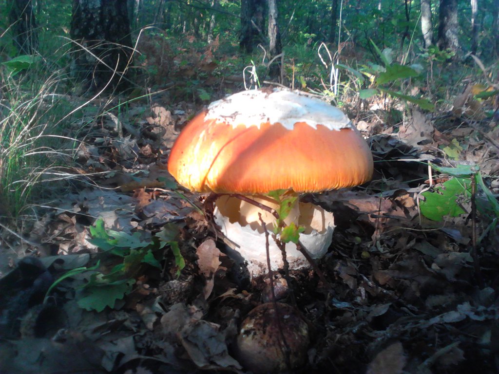 Gledaoci reporteri: ponedjeljak, 29.oktobar 2012. - Gljiva Blagva, Amanita caesarea, pronađena kod Trebinja u mjestu Tuli. Foto: Јelena Stević