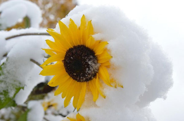 Prvi snijeg na suncokretu  u parku Salcburga