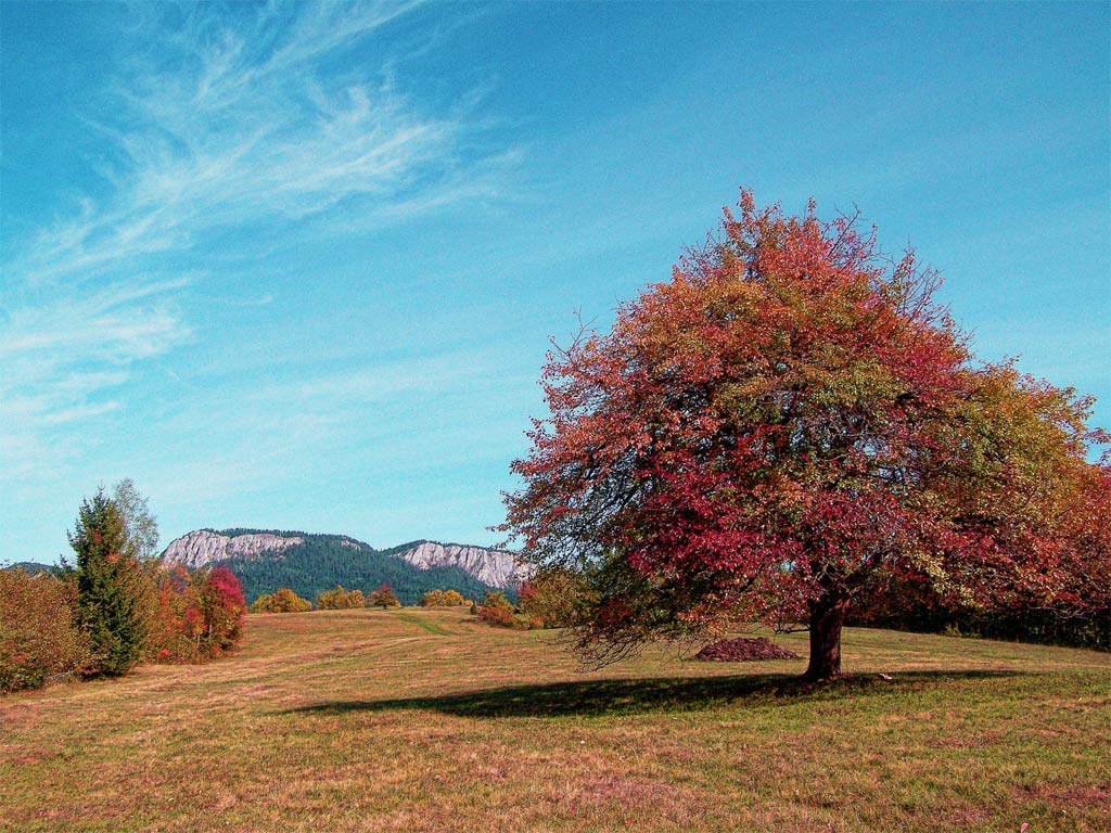 Srijeda, 31. oktobar -  Romanija "Јesenja idila", Foto: Danilo Kovač