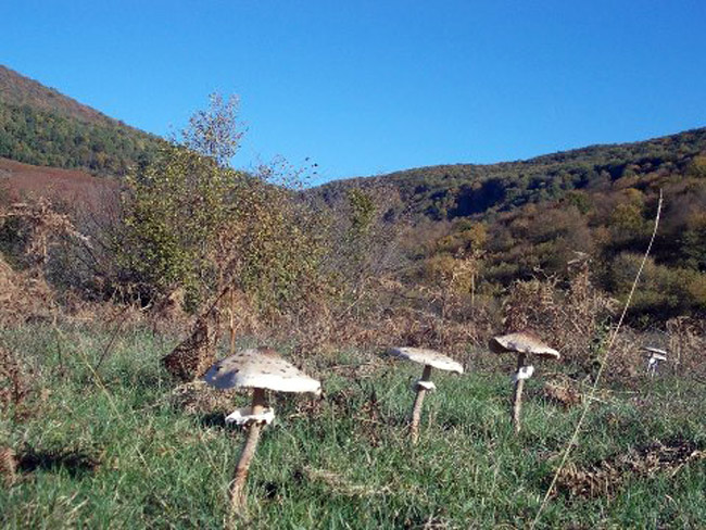 Utorak, 6. novembar -Zoran Duvnjak, Banjaluka - Gljive sunčanice na Manjači...