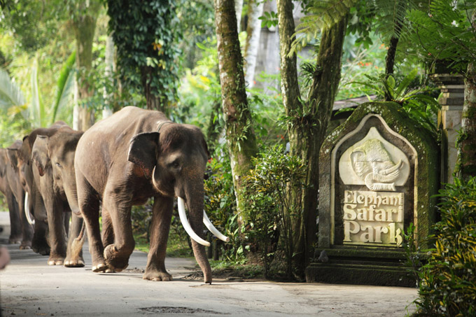 Odmor među slonovima, turistička usluga u safari parku Taro. (Bali, Indonezija)