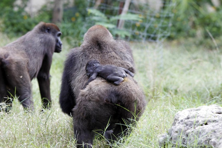 Mladunče gorile sa majkom u Ramat Gan safari parku blizu Tel Aviva u Izraelu...