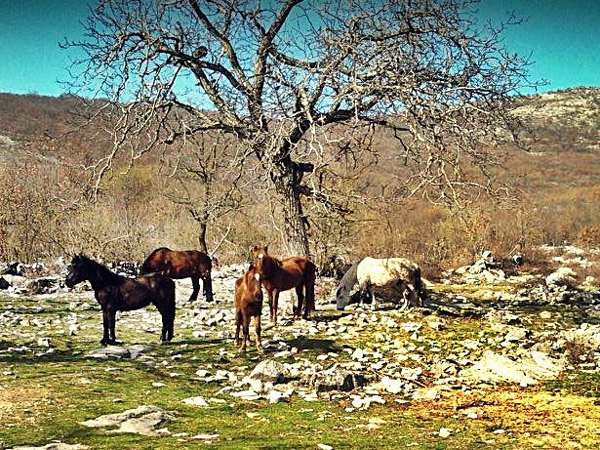 petak, 16. novembar - Tijana Trklja, Bileća