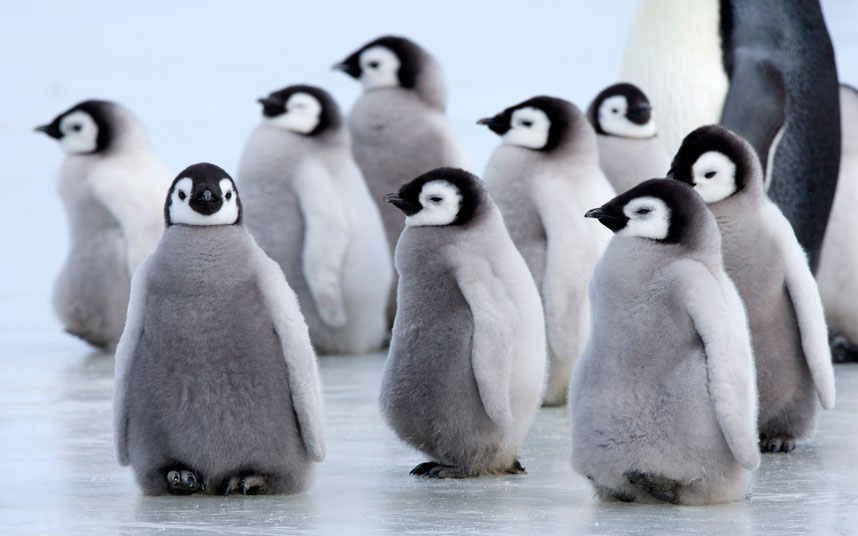Antarktik - Pilići pingvina "gegaju" se po ledu na ostrvu Hil