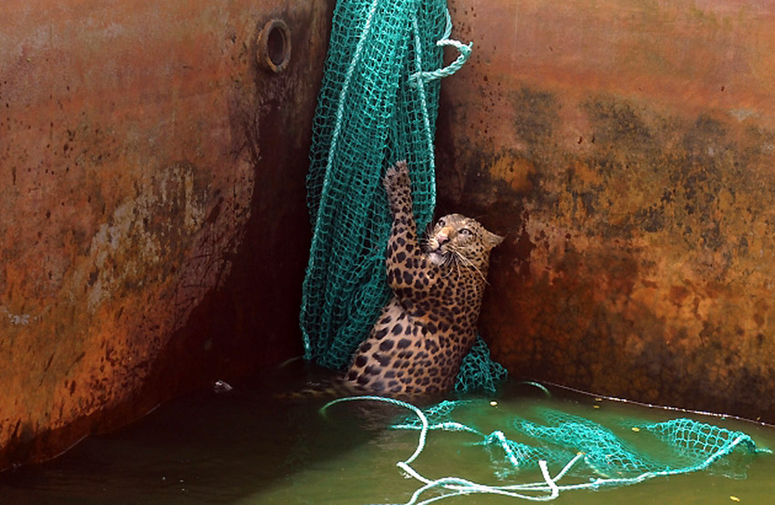 Odrastao mužjak divljeg leoparda penje se uz pomoć mreže nakon što je upao u rezervoar sa vodom na plantaži čajeva u Haškovu...