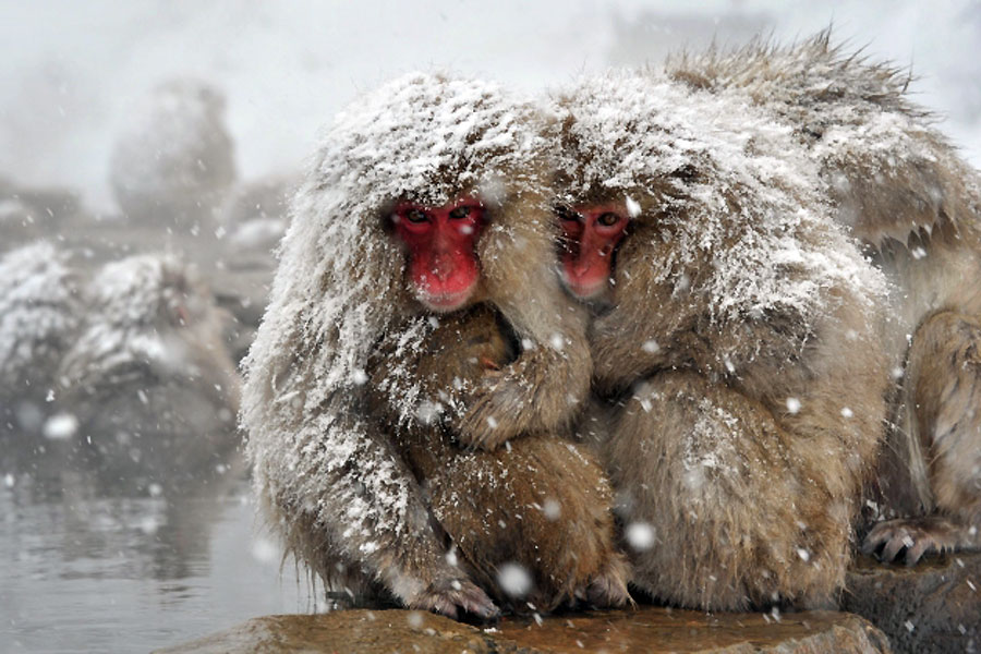 Јapanski makaki, poznati i kao "snježni majmuni" pored izvora tople vode u dolini Јigokudani, Јapan...