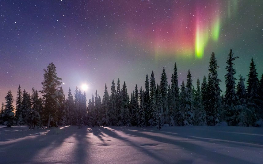 Švedska, borova šuma u blizini grada Kiruna, obasjana svjetlima grada u sumrak
