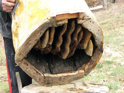 Višegrad,RS - Pčela u drvetu