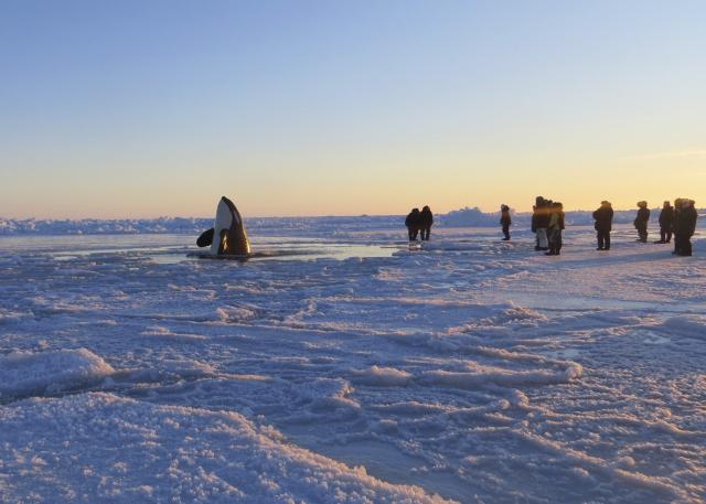 Kitovi ubice u Inukjuak u Severnom Kvebeku pronašli su rupu u ledu i tako uspjeli da dodju do površine kako bi se snabdjeli kiseonikom.
