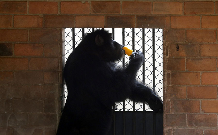 Vrućine u brazilskom zoo-vrtu: Šimpanza jede sladoled...