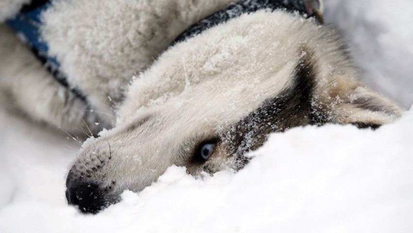 Psi uživaju u igri na snijegu...